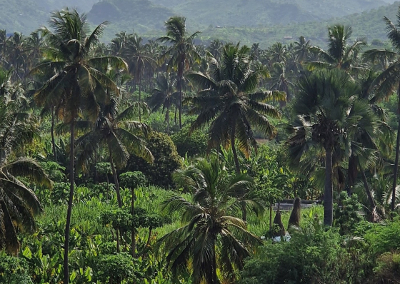 Santa Cruz: Projecto Terra de Valor encerra suas actividades no munic&iacute;pio e na ilha do Fogo