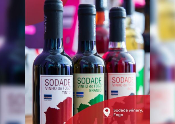 Fogo: Adega Sodade com queda na produ&ccedil;&atilde;o de vinho em rela&ccedil;&atilde;o &agrave; vindima do ano passado