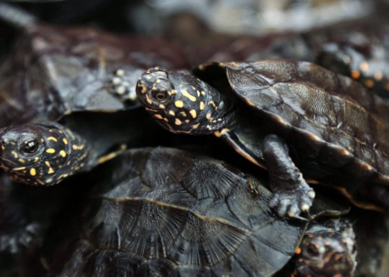 Aquecimento global faz que 99% das tartarugas que nascem em Cabo Verde sejam f&ecirc;meas