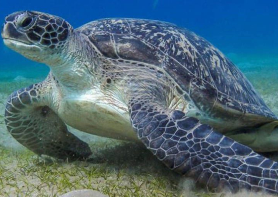 F&iacute;gado de tartaruga alimenta cren&ccedil;a de cura de doen&ccedil;as dentro e fora de Cabo Verde