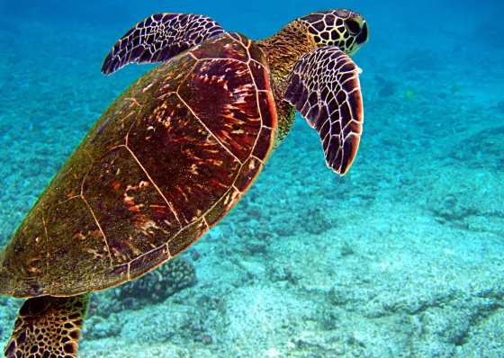 Mais de 150 mil tartarugas marinhas foram libertadas em 2024 pelo Projecto Biodiversidade e BIOS Cabo Verde