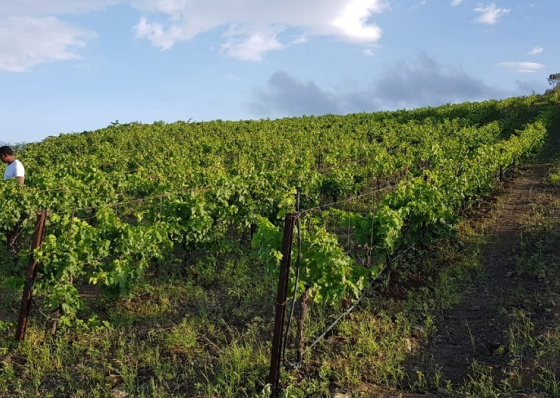 Sal&atilde;o internacional do vinho vai acontecer na ilha do Fogo