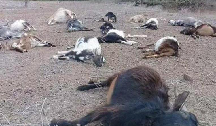 Maio. Cães vadios atacam e matam animais. Criadores pedem intervenção das autoridades