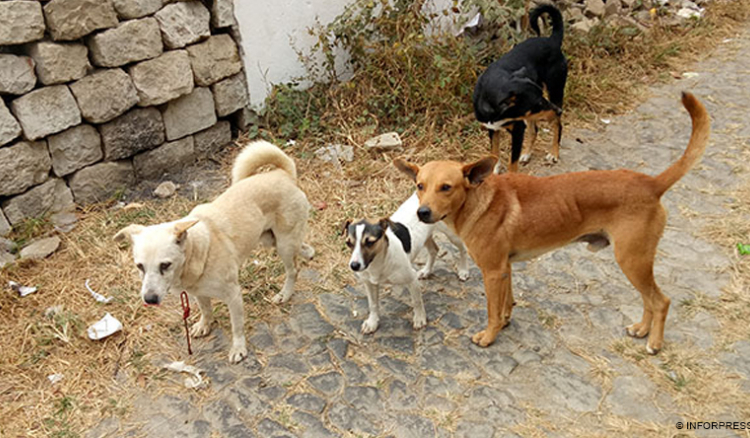 Movimento civil congratula-se com adesão do Município da Praia à aliança para gestão da população canina