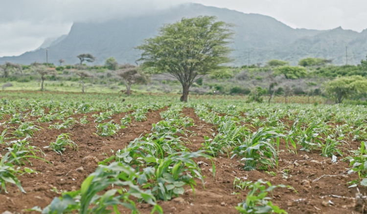 Produção de milho ficou quase 40% abaixo da média em Cabo Verde - FAO