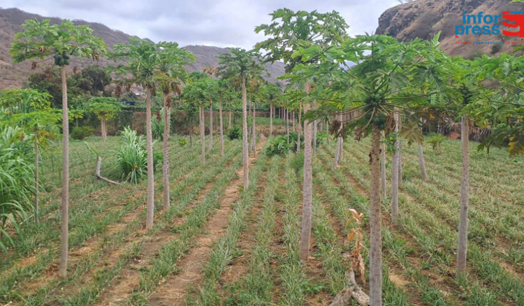 Agricultores de Santiago Norte já sentem impactos das mudanças climáticas e apontam salinização como “grande preocupação”