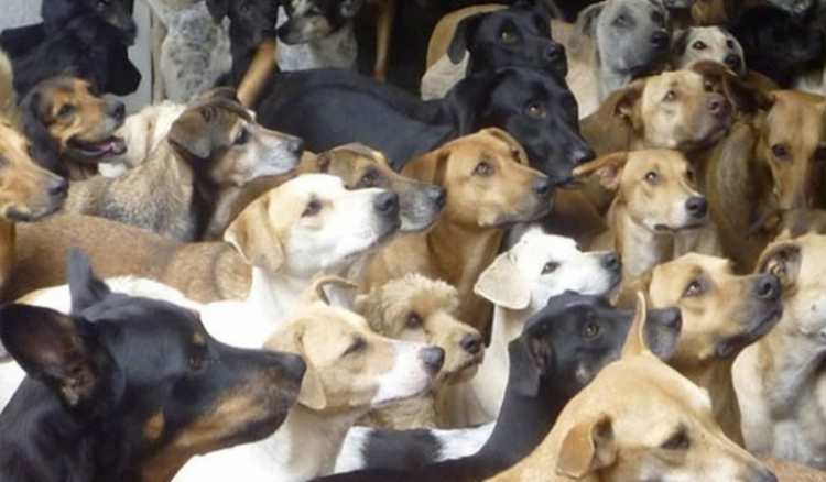 CM da Praia vai matar dezenas de cães vadios