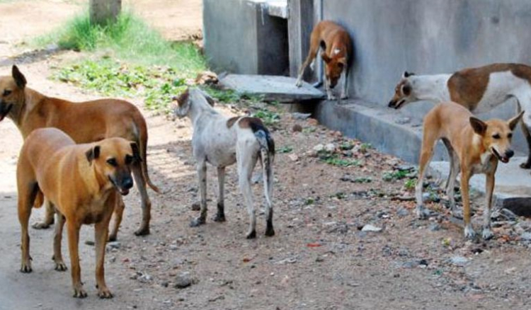 Associação denuncia morte de cães por envenenamento na ilha do Sal