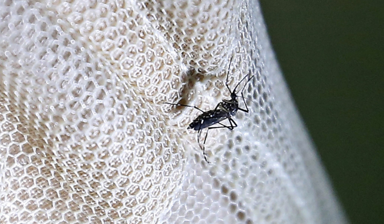 País regista 232 casos de dengue confirmados e 485 suspeitos