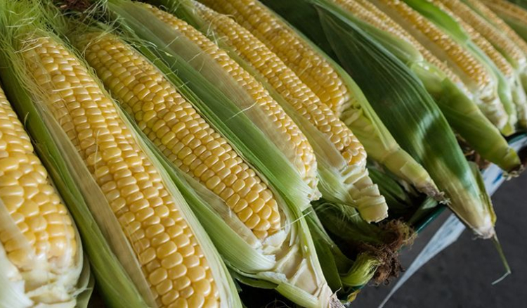 Preços internacionais do milho sobem enquanto trigo, arroz, óleo de soja e açúcar registam queda