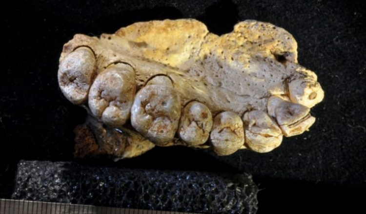 Descoberto fóssil mais antigo dos primeiros humanos que saíram de África