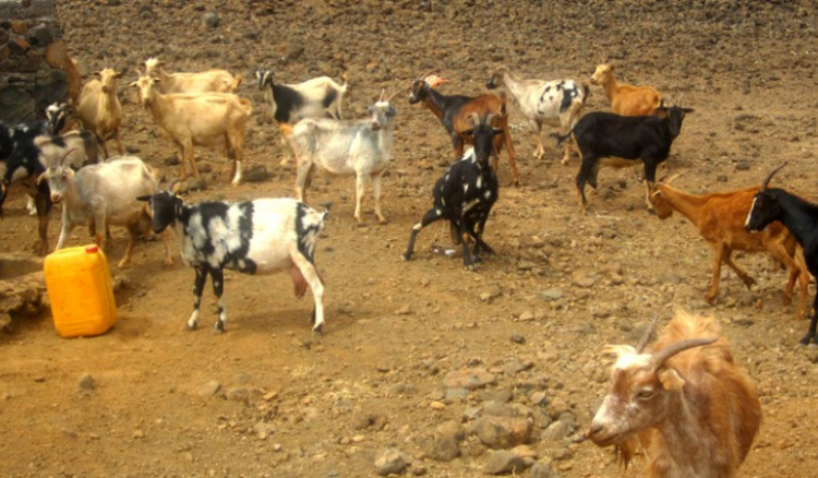Seca obriga criadores a venderem seus animais ao desbarato em Porto Novo