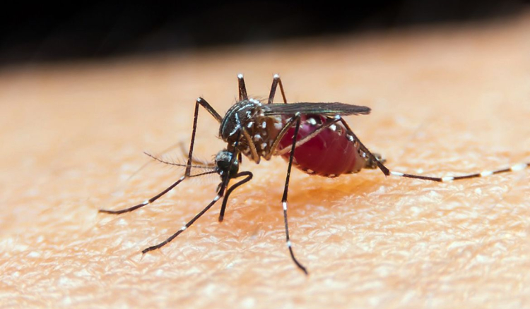 Governo decreta estado de contingência a partir de hoje para evitar dengue e malária