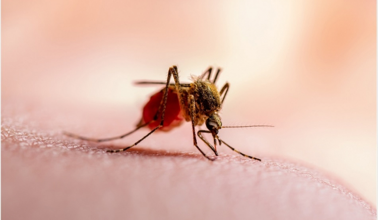 OMS. Malária quase erradicada em Cabo Verde e Timor-Leste