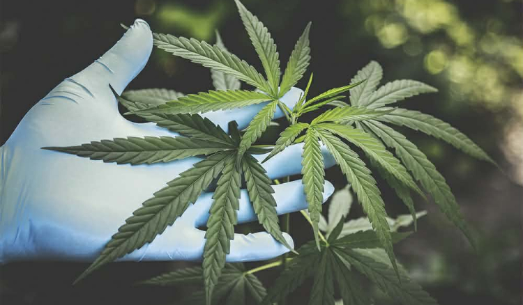 PJ apreende 413 quilos de canábis e uma viatura em São Salvador do Mundo