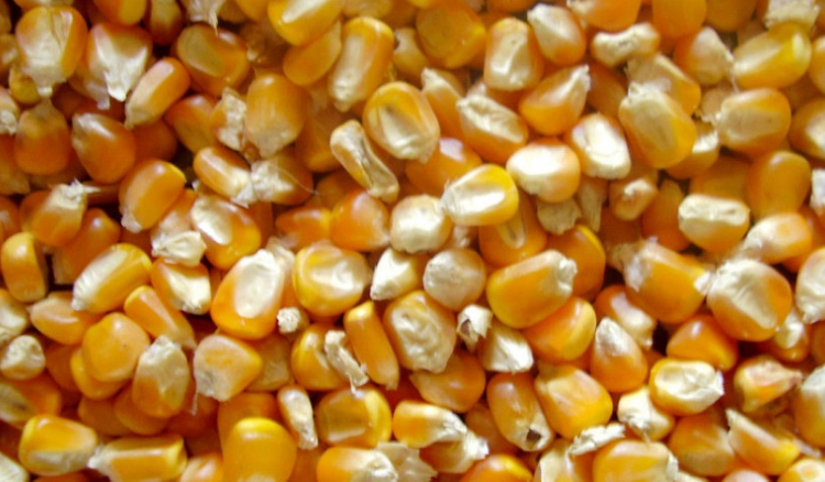 Moave confirma ruptura de stock de milho e Suinave denuncia açambarcamento do produto