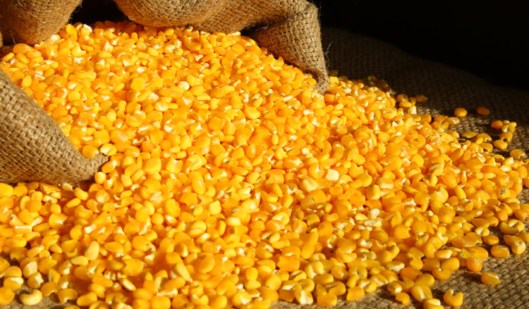 Governo prorroga compensação estatal para travar aumento de 23% no milho