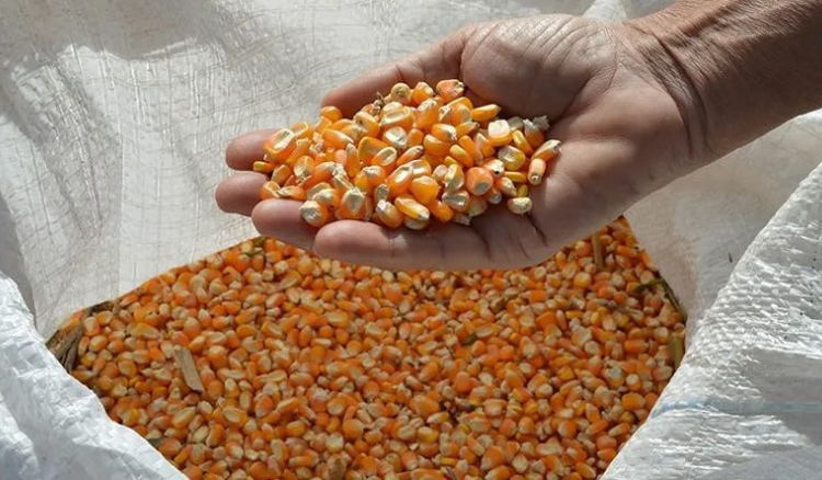 Pre&ccedil;os de exporta&ccedil;&atilde;o do a&ccedil;&uacute;car e milho com tend&ecirc;ncia de alta no mercado internacional
