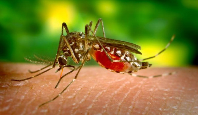 Coordenador pede vigilância “muito mais activa” para evitar reintrodução do paludismo em Cabo Verde