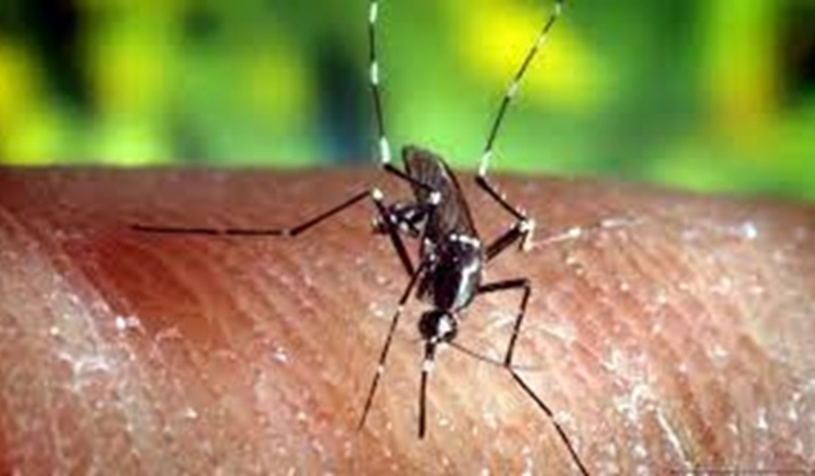 Situação da dengue em Cabo Verde é estável, mas preocupa as autoridades com o aproximar da época das chuvas