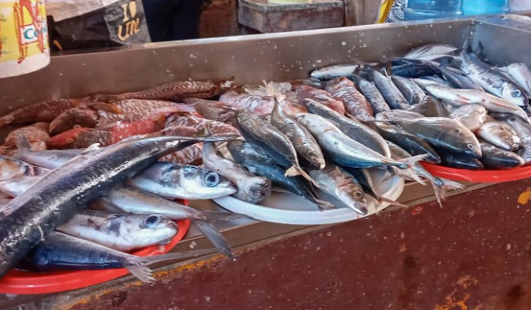 Exportações de conservas e peixe caem para 1.355 milhões de escudos até maio