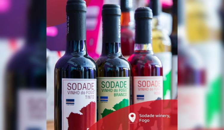 Fogo: Adega Sodade com queda na produção de vinho em relação à vindima do ano passado
