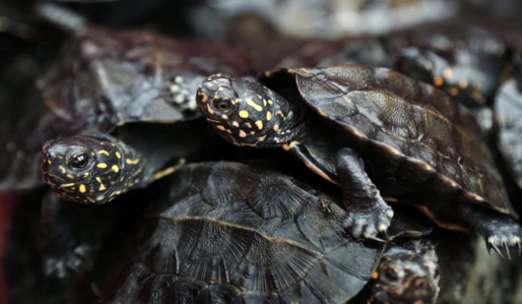 Aquecimento global faz que 99% das tartarugas que nascem em Cabo Verde sejam fêmeas