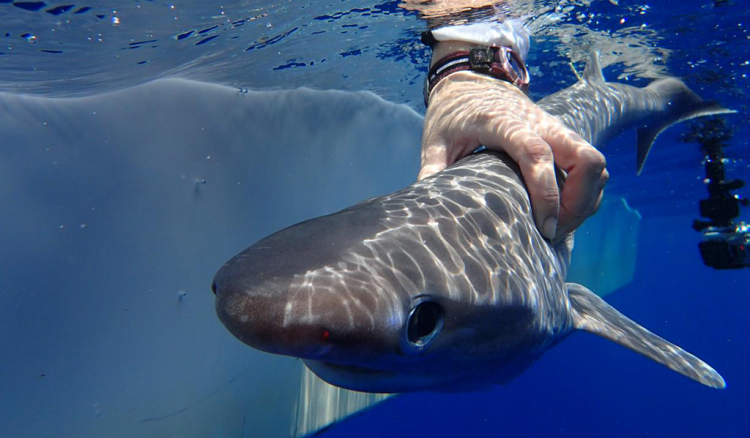Apreendidos 500 quilos de tubarões ameaçados de extinção no cais da Praia