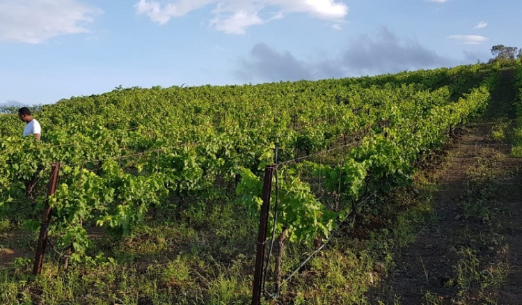 Salão internacional do vinho vai acontecer na ilha do Fogo