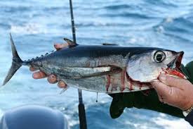 UE e Cabo Verde acordam pesca de 8.000 toneladas de atum por 750 mil euros anuais