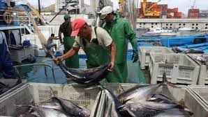 Exportações cabo-verdianas de peixe sobem 5,5% e chegam a 3,3 milhões de contos