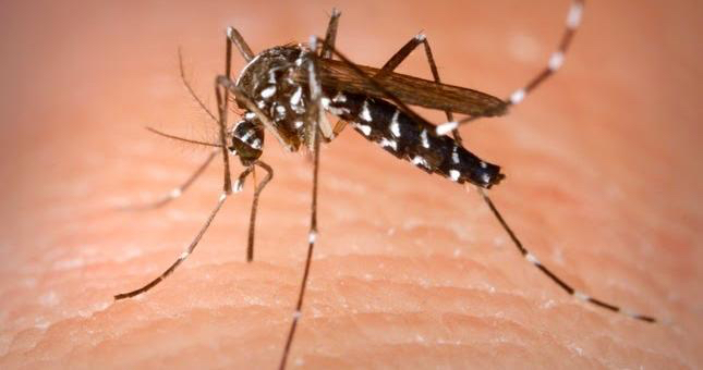 Praia com 110 casos de paludismo registados. Ministério da Saúde alerta para surto epidémico