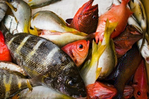 Exportações cabo-verdianas de conservas e peixe aumentam acima de 1.653,9 milhões de escudos em seis meses
