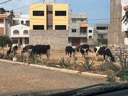 CMP avisa criadores: vacas soltas nas ruas vão ser apreendidas